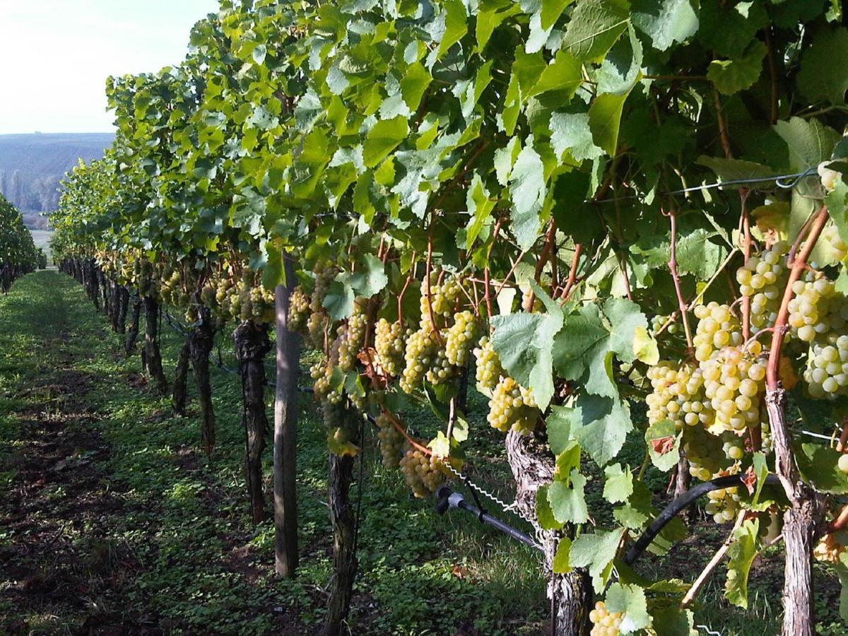 Bocksbeutelherberge Sommerach Zewnętrze zdjęcie